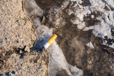 Close up cigarette butt non-smoked carelessly are thrown on the asphalt on the ground causing a dangerous forest fire, eclogical cotostrophy through human fault concept. High quality photo