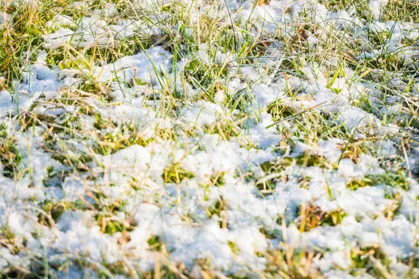 Background with the first snow falling on the green grass. Selective focus. Winter has come, snowy background with copy space, close-up. Textured Background. High quality photo