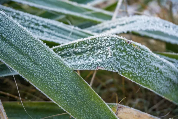 Stems of Agave tequilana covered with snow. Frost on the leaves of tropical plants. close-up. Textured Background.. High quality photo