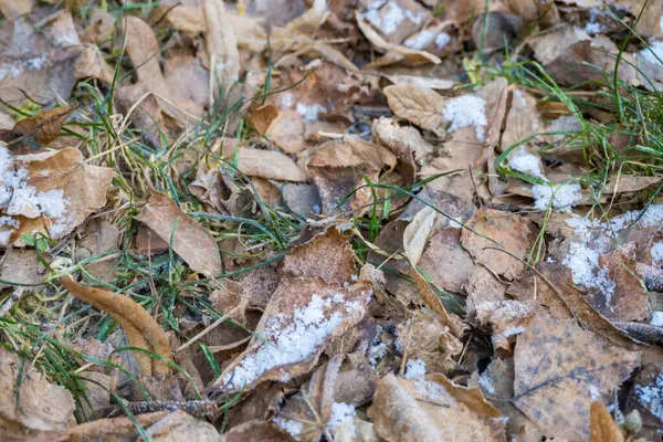 Brown Dry Leaves - In this winter snapshot, brown, dry leaves create a quiet tableau on the cold ground..Frost set on plants in the garden. Textured Background.. High quality photo