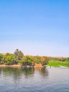 Mısır 'da nehir kıyısında bir inek. Mısır 'da Nil Nehri. Nil nehrinde hayat. Yüksek kalite fotoğraf