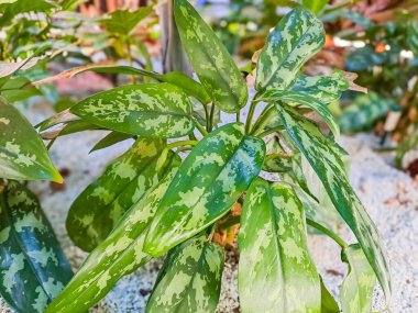 Ev ya da ofis dekorasyonu için plastik yeşil çiçek. Yüksek kalite fotoğraf