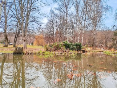 Ördekleri, balıkları, kazları seven hayvanların yaşadığı parkta küçük bir göl. Ön planda kısmen kırpılmış çöp ve çalılar var. Doğa manzaralı güzel bir manzara ve doğa resmi.