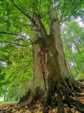 Yaşlı büyük ağaç. Kynzvart Kalesi yakınlarında ünlü batı Bohemya spa kasabası Marianske Lazne Marienbad yakınlarında yer almaktadır. Yüksek kalite fotoğraf