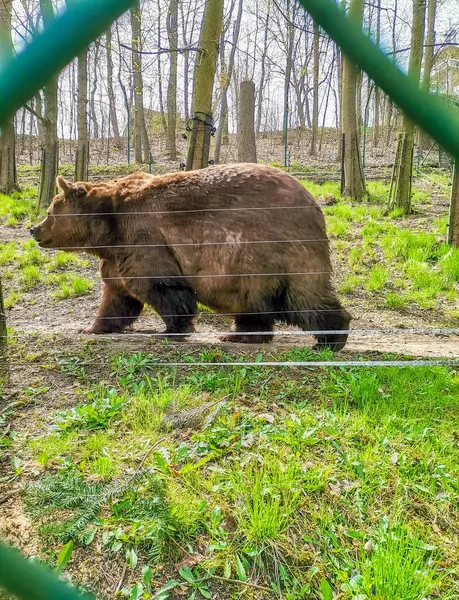 Bear Kuba ve Matej, kahverengi ayılar - Beroun, Orta Bohemya, bölge, Çek Cumhuriyeti 'nin sembolü. Yüksek kalite fotoğraf