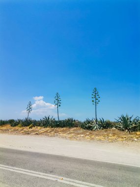 Yunanistan 'ın Rodos kentindeki deniz ve mavi gökyüzünün arka planındaki ağaçlar. Rodos adasında çiçek açan bir agave. Yüksek kalite fotoğraf