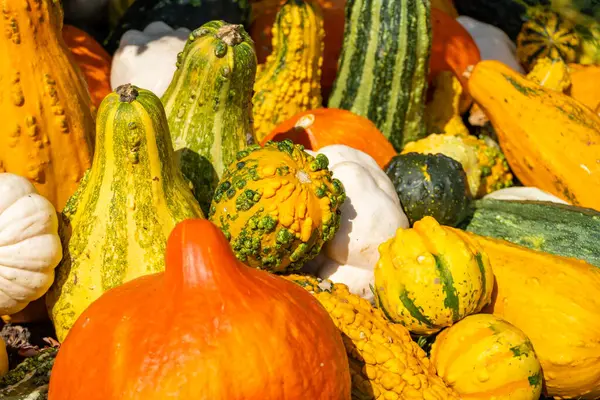 Cadılar bayramı hazırlığı, ıslak çimlerin üzerinde balkabakları düşen sonbahar yaprakları. Yüksek kalite fotoğraf