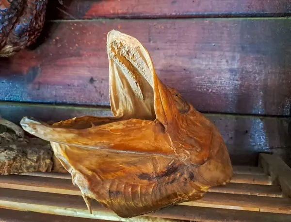 dried pike skull with open mouth on a wooden shelf. . High quality photo