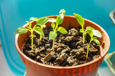 Toprakta yetişen yeşil biber tohumu, yakın plan. Tarım ve tarım kavramı. Yüksek kalite fotoğraf