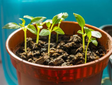 Toprakta yetişen yeşil biber tohumu, yakın plan. Tarım ve tarım kavramı. Yüksek kalite fotoğraf