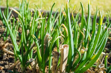 Ilık güneşin altında taze soğanlar yetişiyor. Tarlaya yakın bir yerde. Yatak sıralarında yetişen tarım bitkisi. Tarım bitkisi filizleniyor. Yeşil doğal besin mahsulü. Yüksek kalite fotoğraf
