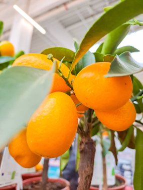 Meyveli küçük kumkat ağacı. Kumkat meyvesi çok küçüktür, portakala benzer, sadece uzatılmış. Buna kinkan da denir. Çin Kinkan 'ın doğduğu yer olarak kabul edilir.