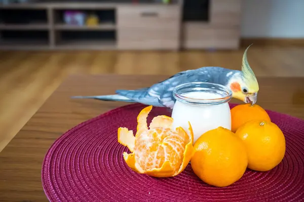 Cockatiel parrot eating Homemade yogurt with a mandarin for a breakfast. The concept of healthy dietary and vegan food. High quality photo