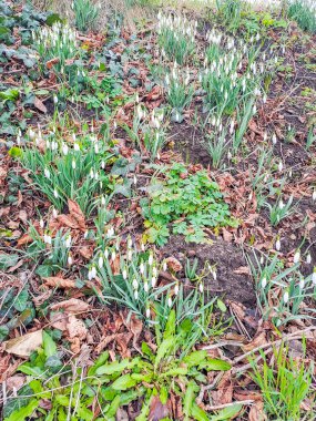 Çek Hlasna Treban 'da tarihi bir çiftlik evinin önünde kar damlaları. Yüksek kalite fotoğraf
