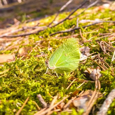 Portrait of a Common Brimstone Butterfly Gonepteryx rhamni Sitting on the moss in the spring sun. High quality photo clipart