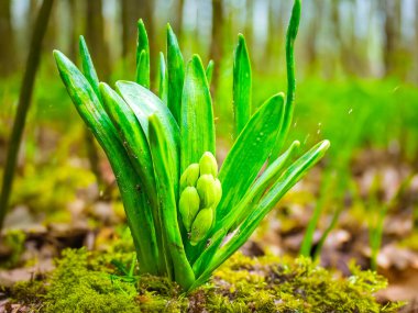 Bahar çiçeğinin tomurcukları, Geocynth, bahçede çiçek açar. Yüksek kalite fotoğraf
