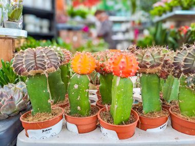 Altın fıçı kaktüs veya Echinocactus grusonii. Kaktüslerin yakın çekim çekimlerinde. Yüksek kalite fotoğraf