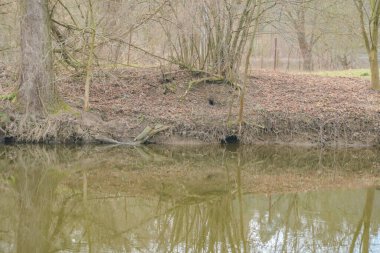 Kıyının yamacında küçük bir nehrin yanında kunduz yuvası. Yüksek kalite fotoğraf