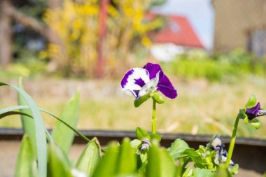Afrika menekşe çiçekleri Saintpaulia, yakın plan, baharın arka plan, çiçek ve Makro fotoğraf afrika mor çiçekleri. Yüksek kalite fotoğraf