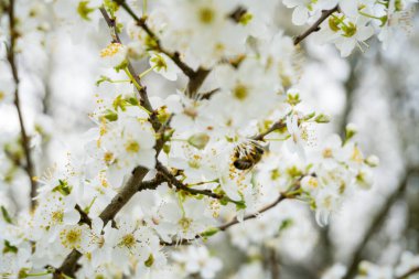 Üzerinde arıların oturduğu çiçeklerle kaplı güzel bir Japon kirazı. Yakın plan. Nehrin kıyısında bir bankı olan bir ağaç. Yüksek kalite fotoğraf