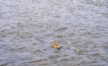 Vahşi Ördekler Çek Cumhuriyeti 'nin Berunka Nehri' nde yüzerler. Vahşi Fauna. Yüksek kalite fotoğraf