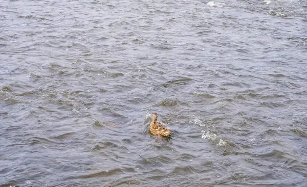 Vahşi Ördekler Çek Cumhuriyeti 'nin Berunka Nehri' nde yüzerler. Vahşi Fauna. Yüksek kalite fotoğraf