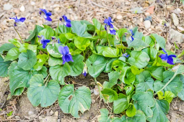 Flower bed with Common violets Viola Odorata flowers in bloom, traditional easter flowers, flower background, easter spring background. Close up macro photo, selective focus. High quality photo