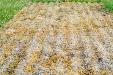 Bahçedeki çimenler kuru ve ölü. Kuru otlar nesnenin altında buruşmuş. Bahçe düzenlenmiş Resmi Bahçe. Çimlerin kötü durumda ve bakımına ihtiyacı var. Yüksek kalite fotoğraf