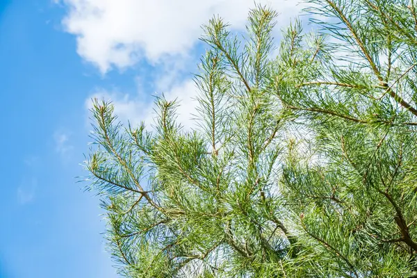 Trees in clear sunny day. Coniferous tree. Tree with blue sky. Mediterranean flora, evergreen coniferous tree. Nature in Early spring. Green Coniferous tree against the sky.Tourism. High quality photo