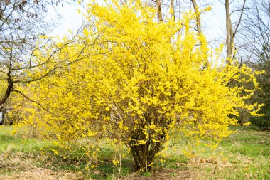 Genari veya Kore Altın Çanı, yağmurdan sonra Forsythia Koreana. Baharın başında. Yüksek kalite fotoğraf