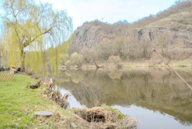 Baharın başlarında Berunka Nehri yakınlarında söğüt yaprakları çiçek açar. Doğa koruma kavramı. Çek Cumhuriyeti. Yüksek kalite fotoğraf