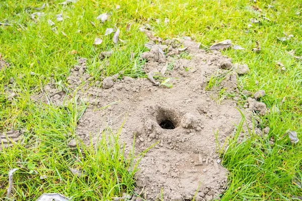 A small hole in the ground. Mole hole in the steppe In Early Spring. An old dug hole in a field. High quality photo