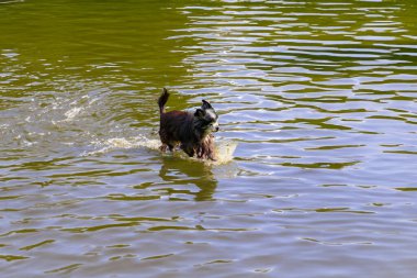 Islak köpek yazın bir topla denizde oynuyor Golden Retriever plajda dinleniyor seyahat konsepti, evcil hayvanlar. Köpek suyun üzerinde koşar. Hayvanların korunması. Yavru köpek günü. Yüksek kalite fotoğraf