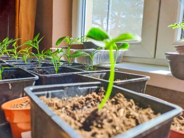 Salatalık fideleri, evde saksıda küçük bitkiler olan eller. Tohum yetiştirme, nakil tohumu, sebze ekme, ev bitkileri. Bahçe işleri konsepti. Gezegeni koruyorum. Yakın çekim. Yüksek kalite fotoğraf.