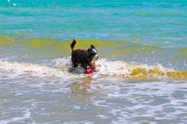 Islak köpek yazın bir topla denizde oynuyor Golden Retriever plajda dinleniyor seyahat konsepti, evcil hayvanlar. Köpek suyun üzerinde koşar. Hayvanların korunması. Yavru köpek günü. Yüksek kalite fotoğraf