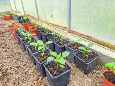 Plastik kaplarda yetişen genç Pepper tohumları. Yerleşmeye hazır. Bahçe işleri konsepti. Yüksek kalite fotoğraf