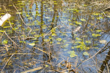 Bahar ormanında bataklığı olan bir bataklık. Bahar ormanı bataklığı. Bahar Ormanı Bataklığı 'ndaki Quagmire. Bahar ormanında bataklık. Yakın plan. Yüksek kalite fotoğraf