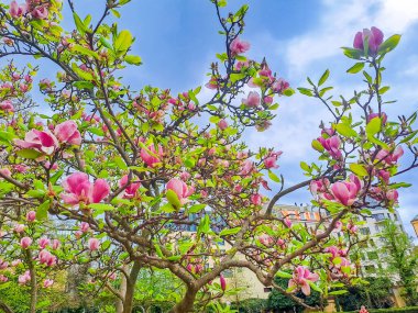 Mavi gökyüzünde ılık bir bahar gününde güneşte çiçek açan manolya. Bahar mevsiminin başlangıcı konsepti. Yüksek kalite fotoğraf