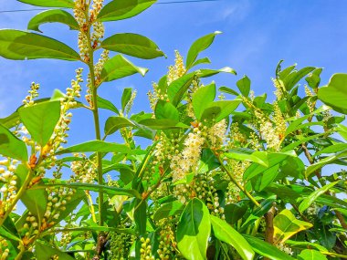 Florida keman ağacı, dikenli keman ağacı ya da Citharexylum spinosum çiçeği ve bulanık arka plandaki bahçede ağaçta yatıştırıcı bir aroması var. Yüksek kalite fotoğraf