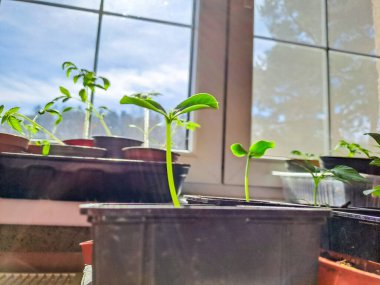 Kavun fideleri, evde saksıda küçük bitkiler olan eller. Tohum yetiştirme, nakil tohumu, sebze ekme, ev bitkileri. Bahçe işleri konsepti. Gezegeni koruyorum. Kapatın. Yüksek kalite fotoğraf