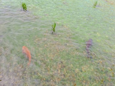 Büyük renkli balıklı büyük bir çeşme. Havuzda yüzen büyük dekoratif balıklar. Fotoğraf Prag 'daki Wallenstein sarayında çekildi. Yüksek kalite fotoğraf