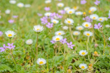 Papatya tarlası çiçekleri sınırı. Güneşin altında çiçek açan medikal papatyaların olduğu güzel bir doğa sahnesi. Alternatif tıp Bahar Papatyası. Yaz çiçekleri. Güzel çayır. Bahar arkaplanı. Yüksek fotoğraf.