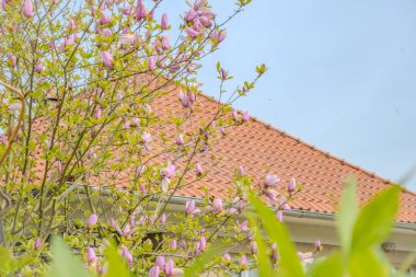 Çiçekli kayısı ağacı. Yumuşak odaklı kayısı ağacı çiçekleri. Ağaç dalında bahar pembe çiçekleri. Çiçek açmış kayısı ağacı. Yüksek kalite fotoğraf