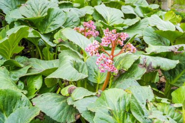 Bergenia thick-leaved, or Saxifraga thick-leaved , or Mongolian tea  lat. Bergenia crassifolia  is blossom in spring time. Garden Blooming Background. High quality photo clipart