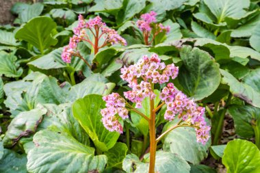 Bergenia thick-leaved, or Saxifraga thick-leaved , or Mongolian tea  lat. Bergenia crassifolia  is blossom in spring time. Garden Blooming Background. High quality photo clipart