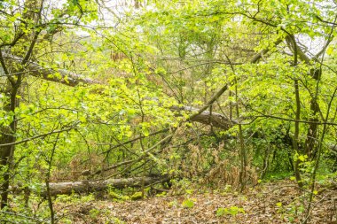 Baharda ağaçların arasından parlayan parlak güneşli güzel bir orman. Çek malı. Yüksek kalite fotoğraf