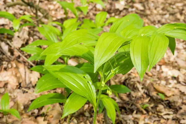 stock image Botanical collection, green leaves of polygonatum multiflorum solomons seal medicinal plant. High quality photo