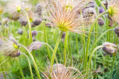 Pulsatilla chinensis 'in adı bai tou weng, bir çeşit Çin bitkisi. Yüksek kalite fotoğraf