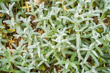 A closeup shot of teucrium polium plant growing in the forest. High quality photo clipart