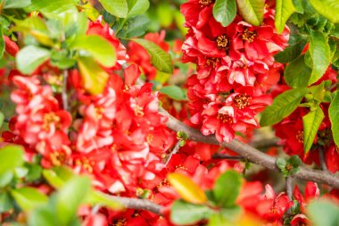 Baharda Japon ayva ya da Chaenomeles japonica ağacının çiçek açması. Çiçek açan arka plan. Yüksek kaliteli fotoğraf.
